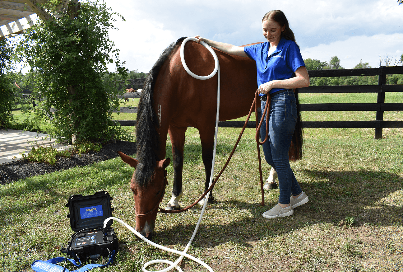 PEMF therapy being administered to a horse