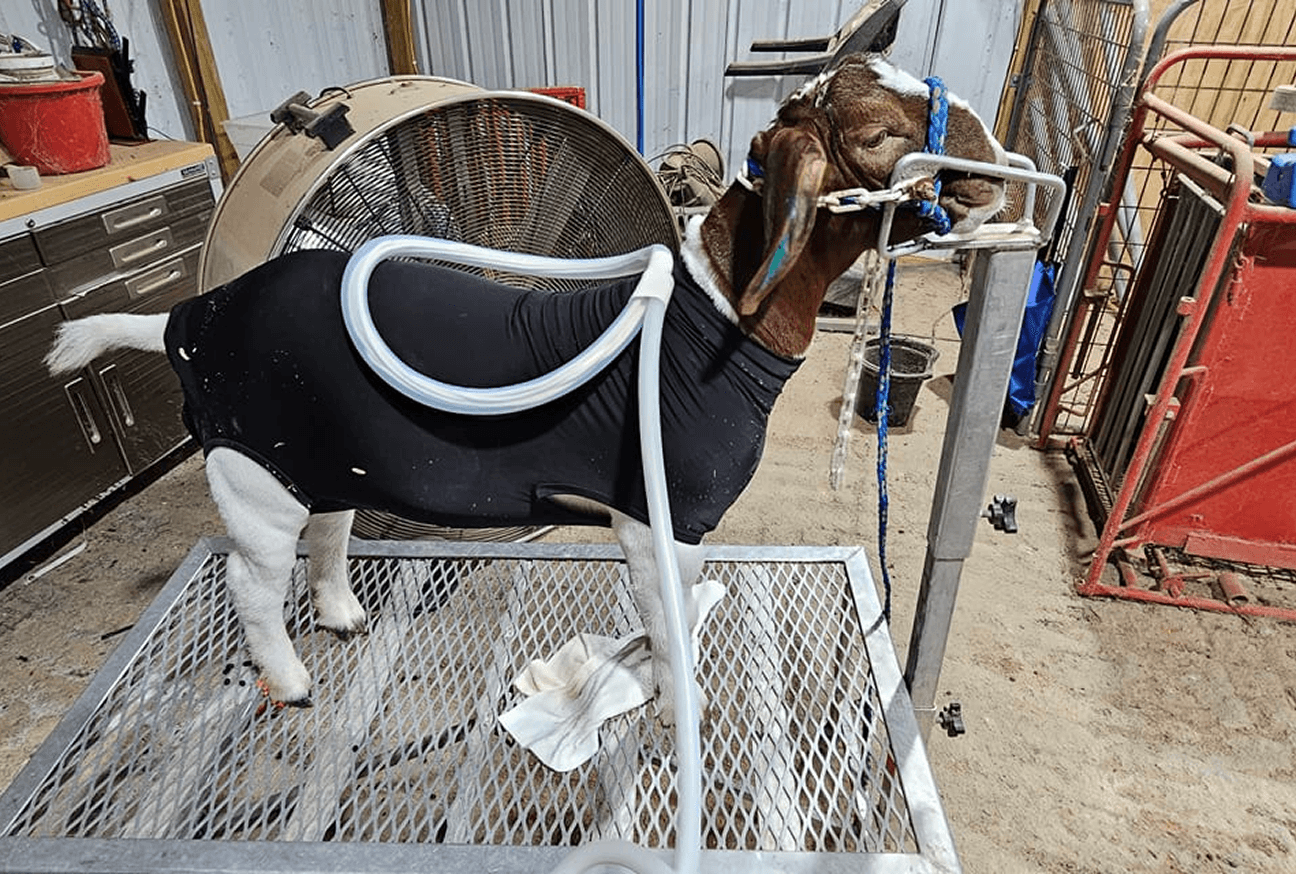 PEMF therapy session for pets