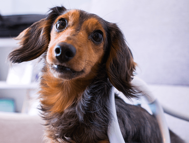 Small Animal PEMF Therapy