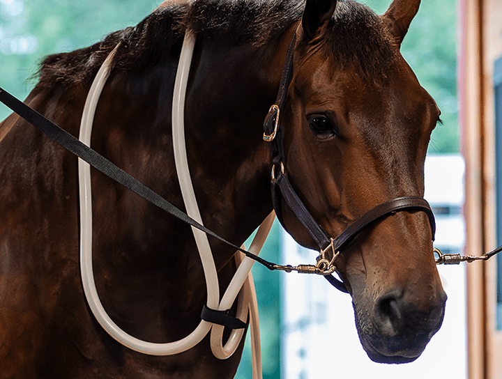 Large Animal PEMF Therapy